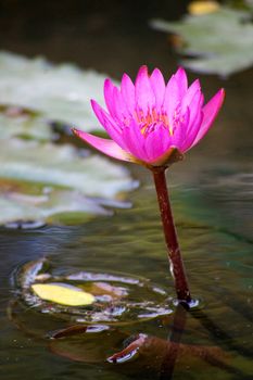 Lotus in the pond