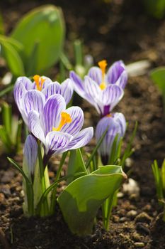 group of beautiful blooming crocus flowers