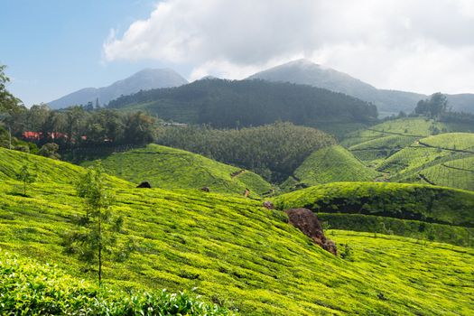 Tea plantations. Munnar, Kerala, India