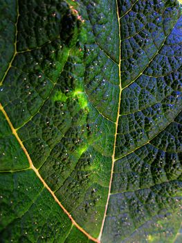 A photograph of a leaf detailing its texture.