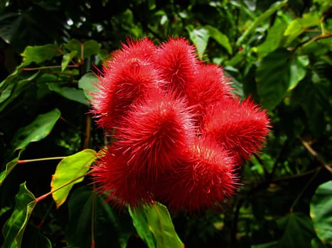 The Annatto (Latin Name: Bixa orellana) is a small tree native to South America.  It is known for its red seeds which are used as a colorant for food and cosmetics.