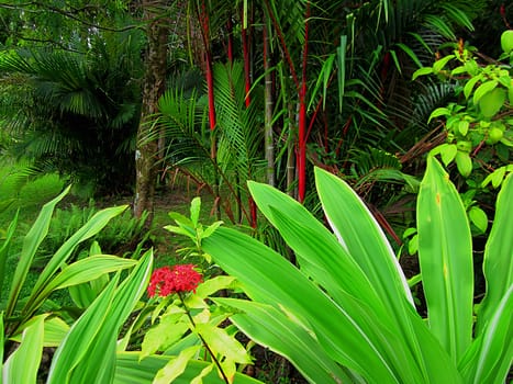 A photograph of various tropical vegetation.  The red stemmed tree in the background is a Red Sealing Wax Palm.  The red flower is an Ixora and the broad-leafed plant directly to the right of the flower is a Crinum Lily.