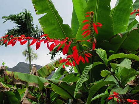 The Wild Poinsettia (Latin Name: Warszewiczia coccinea) is a species of flowering shrub.  It is the national flower of Trinidad and Tobago.