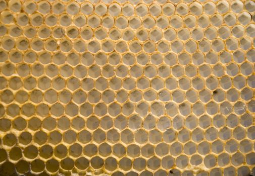 Intresting texture - a honeycomb mesh background