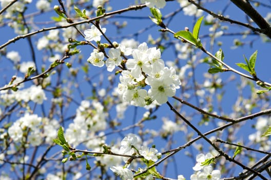 white blooming apple tree branches on background of blue sky. Natural spring beauty backdrop.