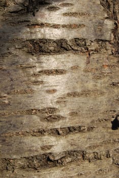 Bark of old cherry tree trunk close-up