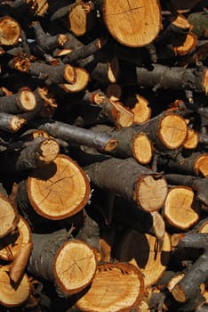 Heap of dry cherry branch firewood close-up