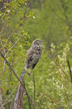 Great Gray Owl (Strix nebulosa)