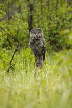 Great Gray Owl (Strix nebulosa)