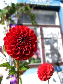 beautiful flower of red dahlia near the window