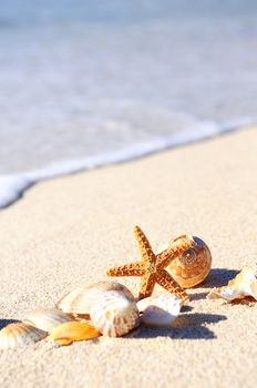 sea shells with sand as background 