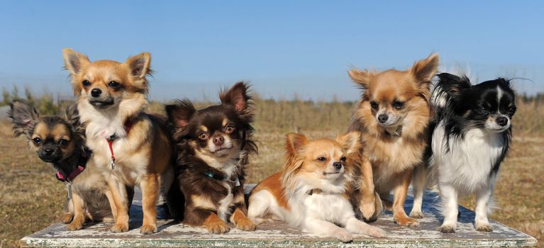 portrait of a cute purebred  chihuahuas outdoors