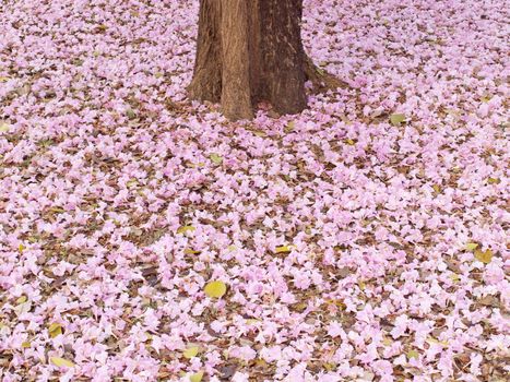 Flower of pink trumpet tree falling on ground(Tabebuia rosea, Family Bignoniaceae, common name Pink trumpet tree, Rosy trumpet tree, Pink Poui, Pink Tecoma)