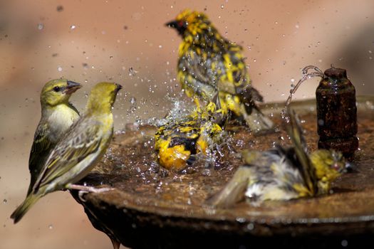 Small group of wild birds splashing in a bird bath spraying water in all directions