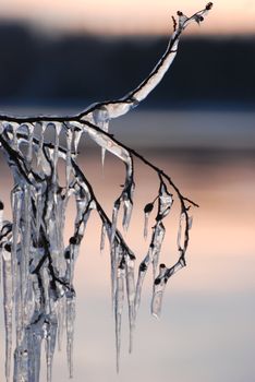 Branches are covered with beautiful icicles