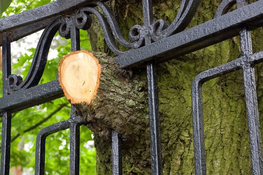 The branch of a tree has grown through a lattice of park