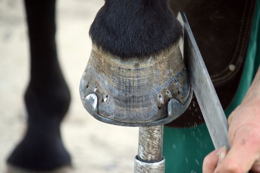 Blacksmith at work while changing a horseshoe