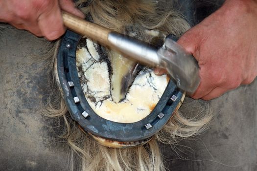 Blacksmith at work while changing a horseshoe