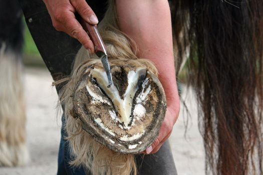 Blacksmith at work while changing a horseshoe