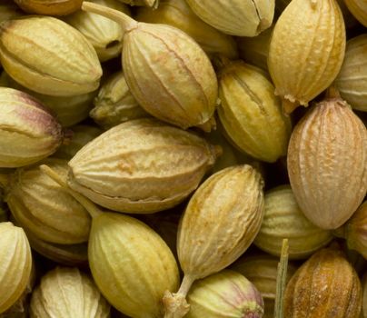 close up of coriander seeds food background