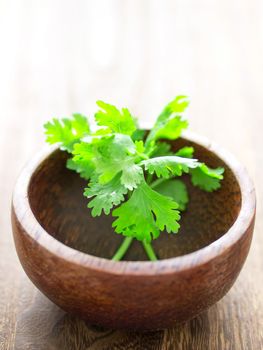 close up of a bowl of cilantro