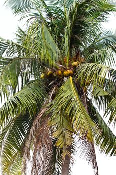 green coconut at tree
