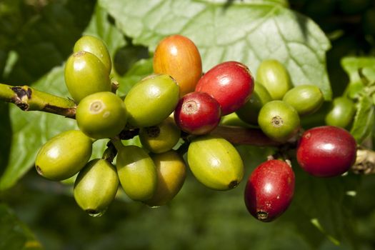 Ripe coffee beans hanging on a branch.