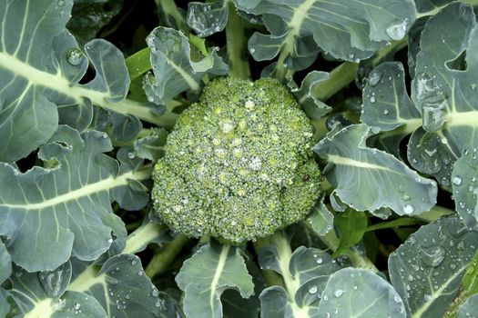 A broccoli plant with rain drops.