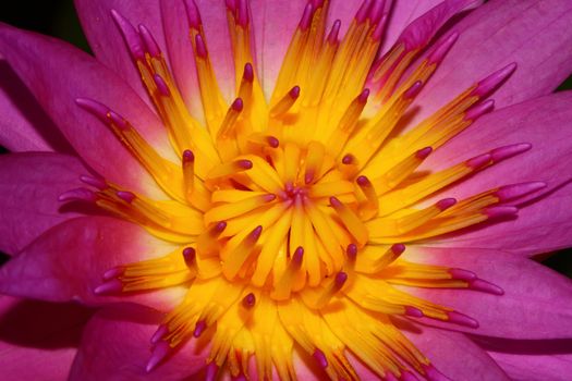 close up pink lotus flower blooming