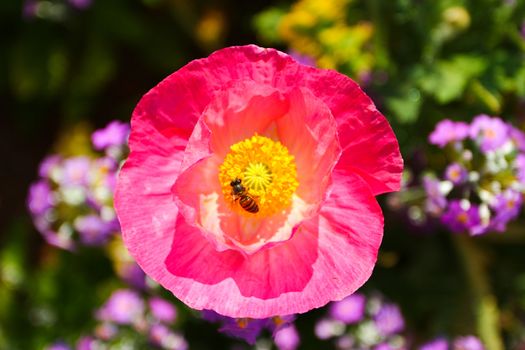 Closes – up Iceland poppy