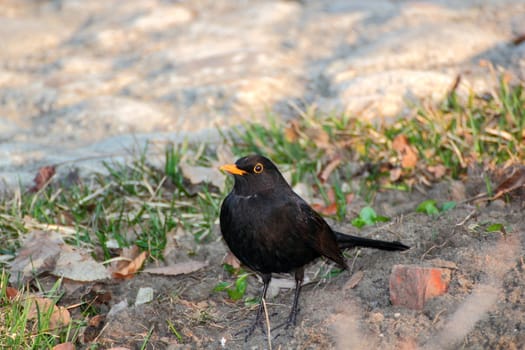 cantankerous male blackbird defending its territory