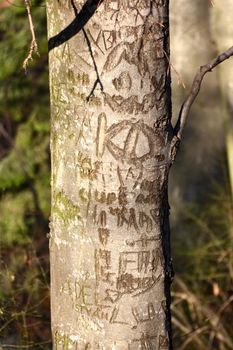 tree trunk showing scars from beeing graved by different people