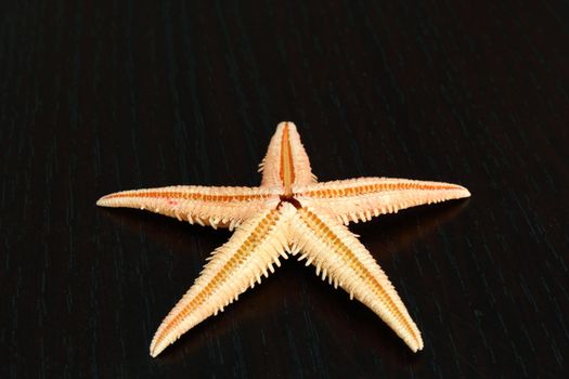 little starfish on a brown wooden  table