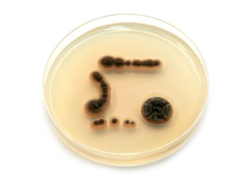 genetically modified microorganisms on agar plate on white background