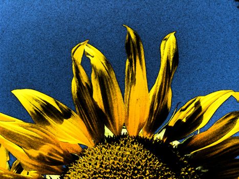 sunflower on the blue sky background