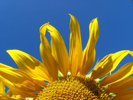 fragment of the beautiful sunflower on the blue sky background