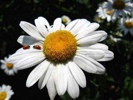 a little ladybirds on the white chamomile