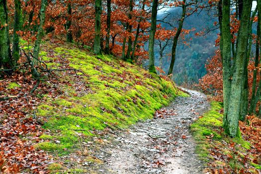 narrow path in forest in mountains