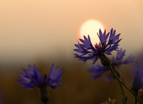 blueberry flower on sunset background