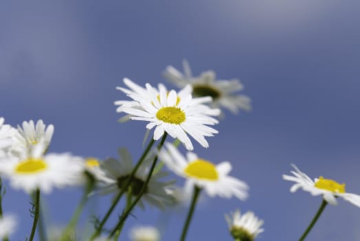 daisies flower on blue sky