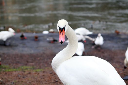 portrait of wild white swan outdoors
