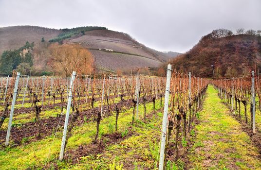 vineyard in mountains in Germany before the rain