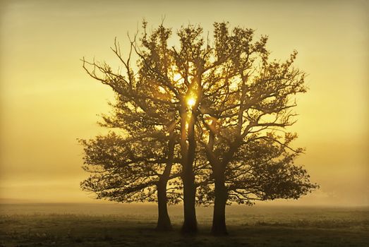 sunrise behind trees