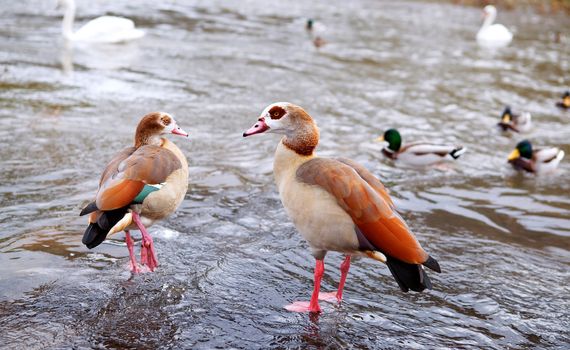 a couple of Alopochen aegyptiacus - egyptian geese close to water