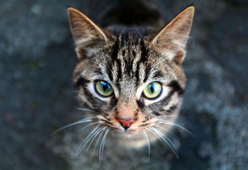 blurry portrait of the cat close up