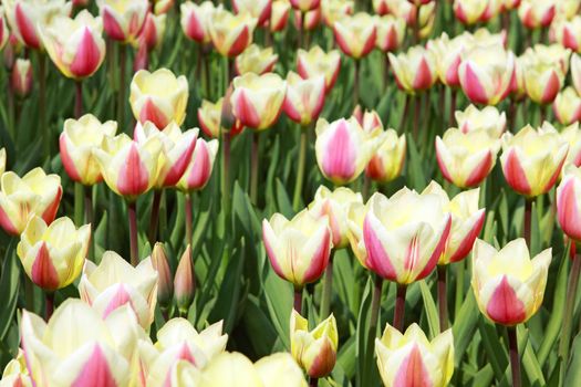 background of many pink and creamy tulips outdoors