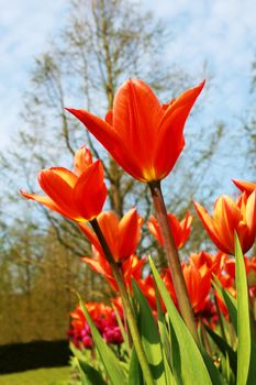 red tulip flowers over blue sky outdoors