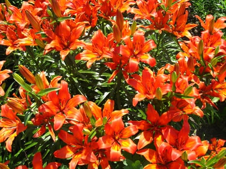 beautiful redheaded lilies after rain in the garden