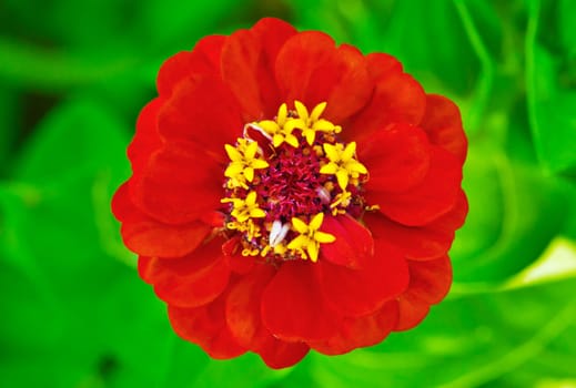 This image shows a macro from a red zinnia