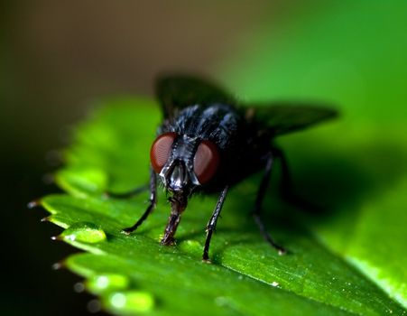 Fly on a leaf a spring day at Ricco, Italy